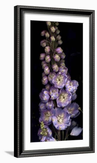 Delphinium on Black Background-Anna Miller-Framed Photographic Print