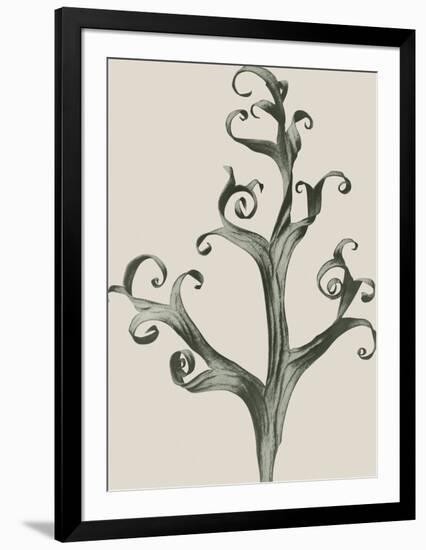 Delphinium-Blossfeldt Karl-Framed Giclee Print