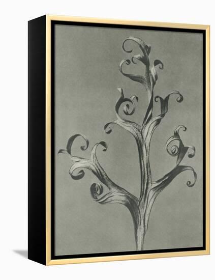 Delphinium-Karl Blossfeldt-Framed Stretched Canvas