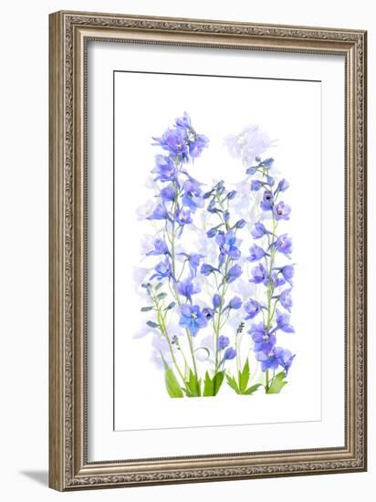 Delphinium-Jacky Parker-Framed Giclee Print