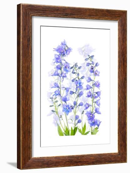 Delphinium-Jacky Parker-Framed Giclee Print