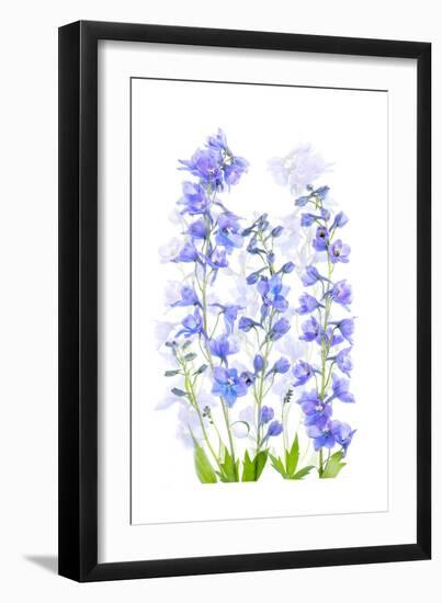 Delphinium-Jacky Parker-Framed Giclee Print