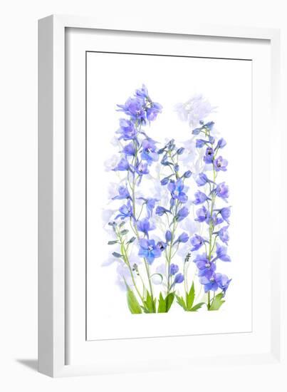 Delphinium-Jacky Parker-Framed Giclee Print