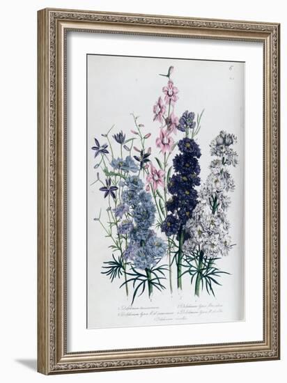 Delphiniums, Plate 3 from "The Ladies" Flower Garden", Published 1842-Jane W. Loudon-Framed Giclee Print