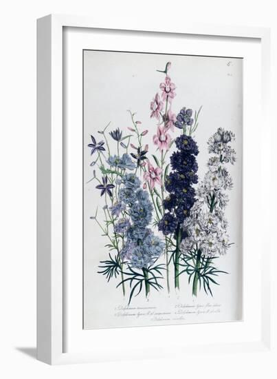 Delphiniums, Plate 3 from "The Ladies" Flower Garden", Published 1842-Jane W. Loudon-Framed Giclee Print