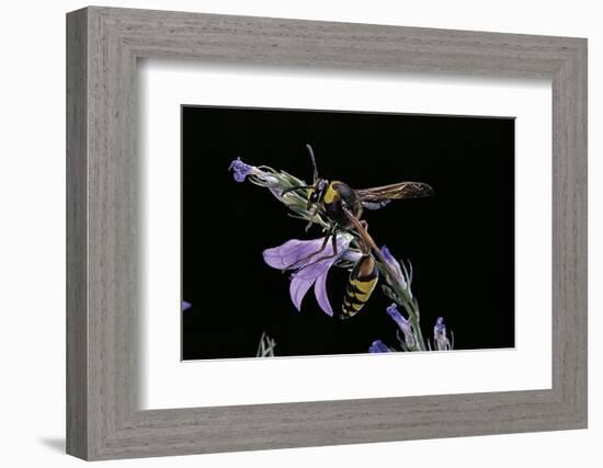 Delta Unguiculatum (Mud Dauber Wasp)-Paul Starosta-Framed Photographic Print