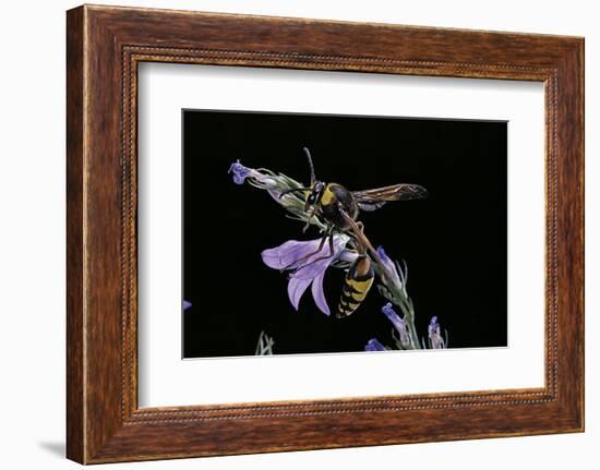 Delta Unguiculatum (Mud Dauber Wasp)-Paul Starosta-Framed Photographic Print