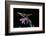 Delta Unguiculatum (Mud Dauber Wasp)-Paul Starosta-Framed Photographic Print