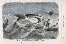 Common Shark (Carcharias Lamia) About to Make a Meal of a Shipwrecked Sailor-Demarle-Mounted Art Print