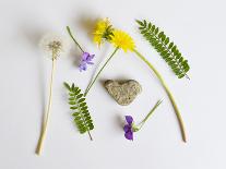 Collection of Wildflowers, Ferns and Heart Shaped Rock-Demelzaandreoli-Framed Premier Image Canvas