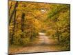 Photographic Print