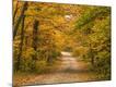 Photographic Print