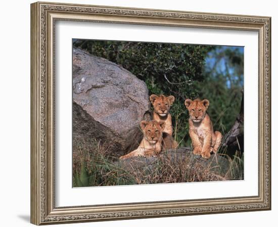 Den of Lion Cubs, Serengeti, Tanzania-Dee Ann Pederson-Framed Photographic Print