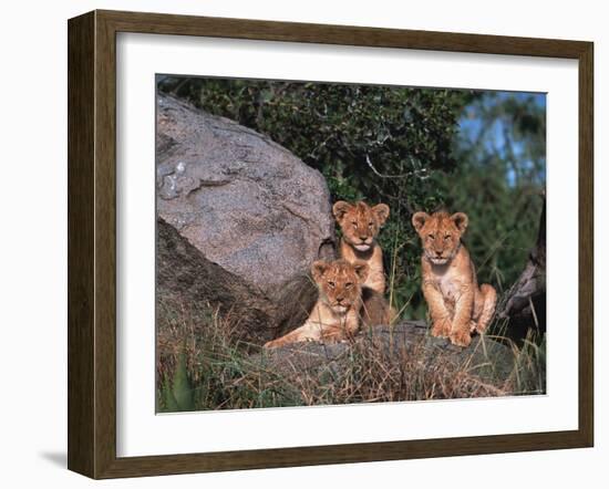 Den of Lion Cubs, Serengeti, Tanzania-Dee Ann Pederson-Framed Photographic Print