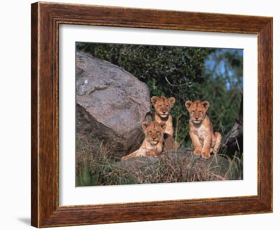 Den of Lion Cubs, Serengeti, Tanzania-Dee Ann Pederson-Framed Photographic Print