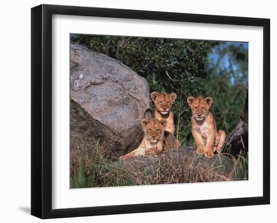 Den of Lion Cubs, Serengeti, Tanzania-Dee Ann Pederson-Framed Photographic Print