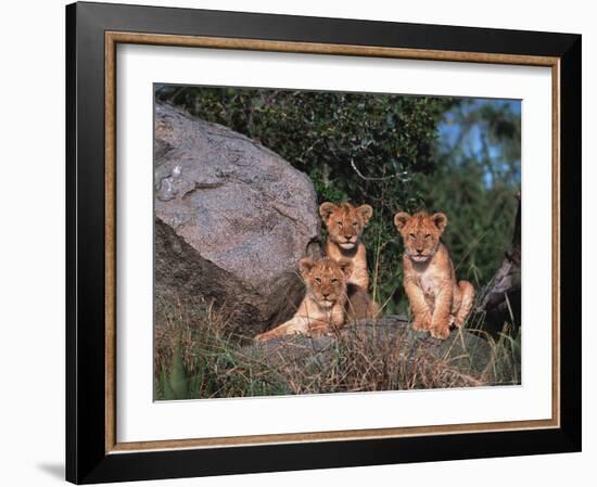 Den of Lion Cubs, Serengeti, Tanzania-Dee Ann Pederson-Framed Photographic Print