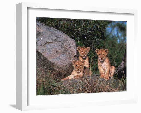 Den of Lion Cubs, Serengeti, Tanzania-Dee Ann Pederson-Framed Photographic Print