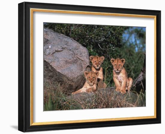 Den of Lion Cubs, Serengeti, Tanzania-Dee Ann Pederson-Framed Photographic Print