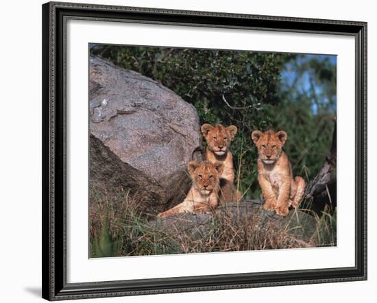 Den of Lion Cubs, Serengeti, Tanzania-Dee Ann Pederson-Framed Photographic Print