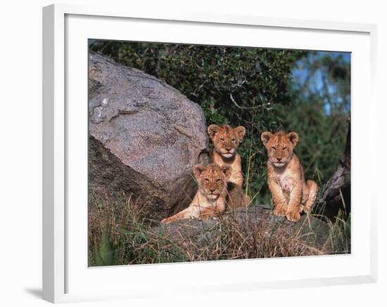 Den of Lion Cubs, Serengeti, Tanzania-Dee Ann Pederson-Framed Photographic Print