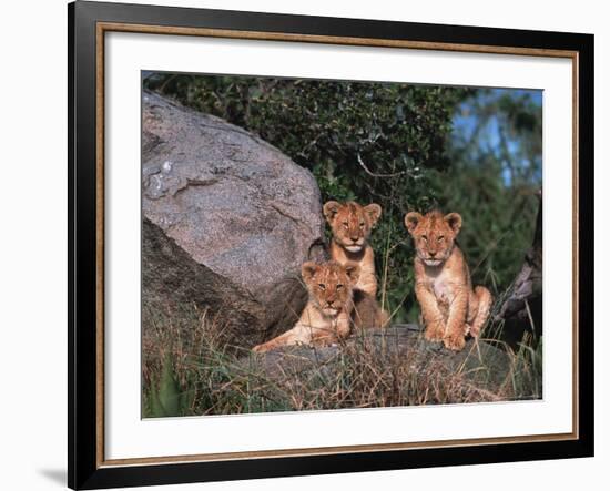 Den of Lion Cubs, Serengeti, Tanzania-Dee Ann Pederson-Framed Photographic Print