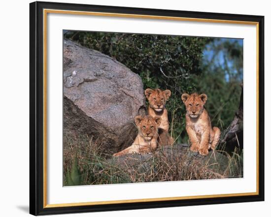 Den of Lion Cubs, Serengeti, Tanzania-Dee Ann Pederson-Framed Photographic Print