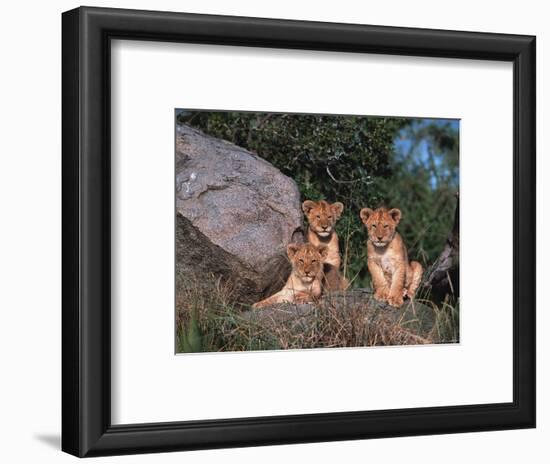 Den of Lion Cubs, Serengeti, Tanzania-Dee Ann Pederson-Framed Photographic Print