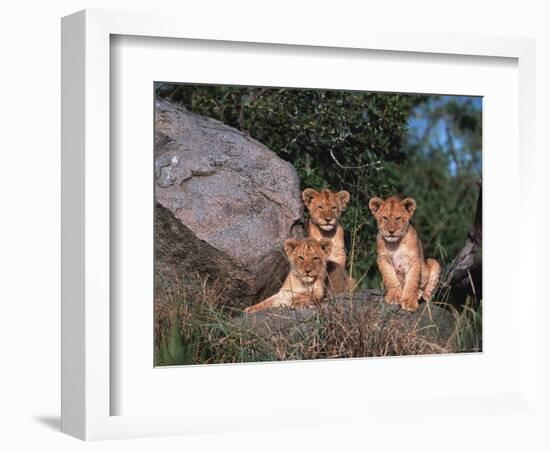 Den of Lion Cubs, Serengeti, Tanzania-Dee Ann Pederson-Framed Photographic Print