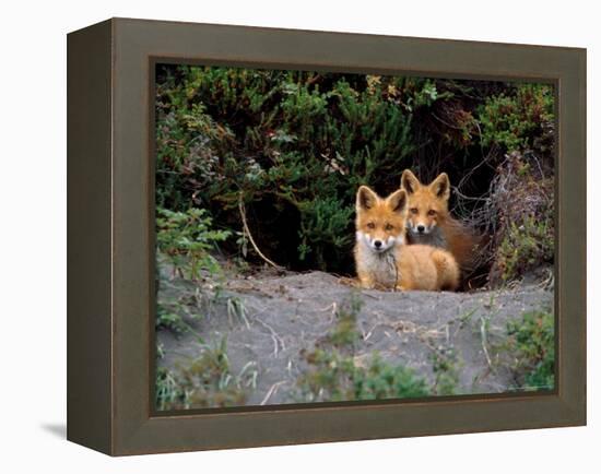 Den of Red Foxes, Kamchatka, Russia-Daisy Gilardini-Framed Premier Image Canvas