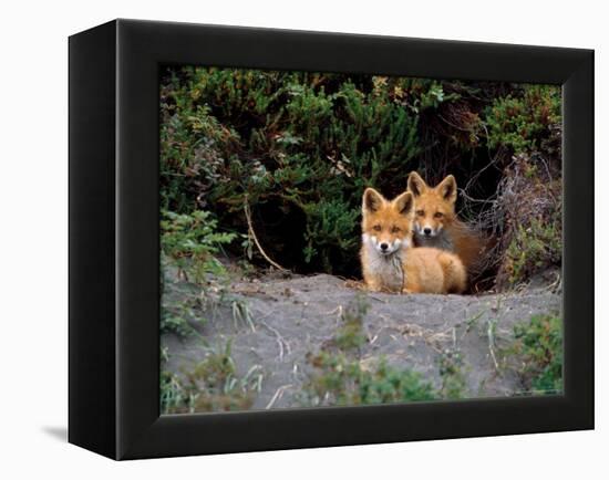 Den of Red Foxes, Kamchatka, Russia-Daisy Gilardini-Framed Premier Image Canvas