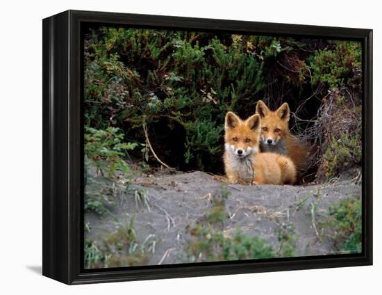 Den of Red Foxes, Kamchatka, Russia-Daisy Gilardini-Framed Premier Image Canvas