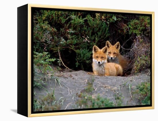 Den of Red Foxes, Kamchatka, Russia-Daisy Gilardini-Framed Premier Image Canvas