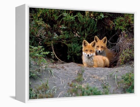 Den of Red Foxes, Kamchatka, Russia-Daisy Gilardini-Framed Premier Image Canvas