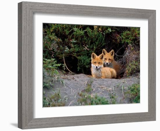 Den of Red Foxes, Kamchatka, Russia-Daisy Gilardini-Framed Photographic Print