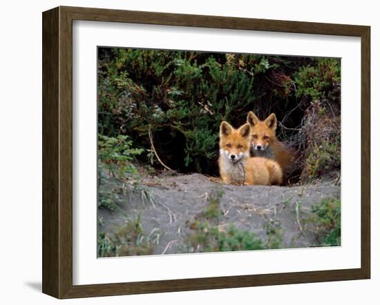 Den of Red Foxes, Kamchatka, Russia-Daisy Gilardini-Framed Photographic Print