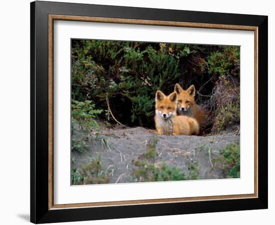 Den of Red Foxes, Kamchatka, Russia-Daisy Gilardini-Framed Photographic Print