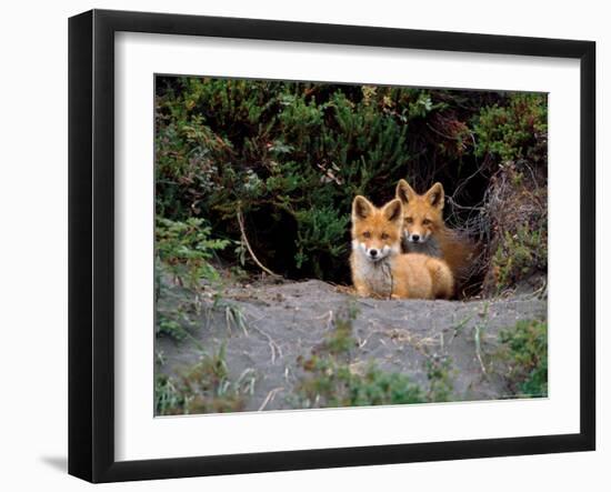 Den of Red Foxes, Kamchatka, Russia-Daisy Gilardini-Framed Photographic Print