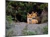 Den of Red Foxes, Kamchatka, Russia-Daisy Gilardini-Mounted Photographic Print