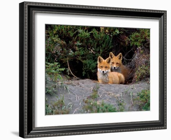 Den of Red Foxes, Kamchatka, Russia-Daisy Gilardini-Framed Photographic Print