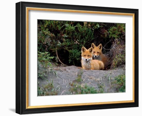 Den of Red Foxes, Kamchatka, Russia-Daisy Gilardini-Framed Photographic Print