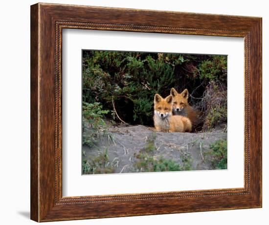 Den of Red Foxes, Kamchatka, Russia-Daisy Gilardini-Framed Photographic Print