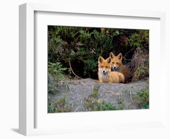 Den of Red Foxes, Kamchatka, Russia-Daisy Gilardini-Framed Photographic Print