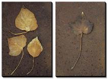 Autumn or Winter Leaves of Ivy (Hedera Helix) on Rust-Den Reader-Stretched Canvas