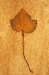 Autumn Leaf On Rust-Den Reader-Photographic Print