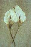 Two Dried Flowerheads of Arum or Calla Lily or Zantedeschia Aethiopica Crowborough Lying-Den Reader-Photographic Print