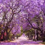 Street of Beautiful Violet Vibrant Jacaranda in Bloom. Tenderness. Romantic Style. Spring in South-Dendenal-Framed Stretched Canvas