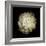 Dendra C3: White Chrysanthemum-Doris Mitsch-Framed Photographic Print