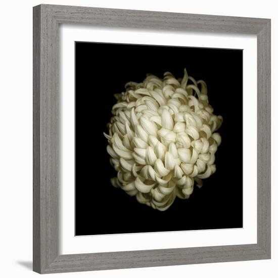 Dendra C3: White Chrysanthemum-Doris Mitsch-Framed Photographic Print