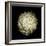 Dendra C3: White Chrysanthemum-Doris Mitsch-Framed Photographic Print